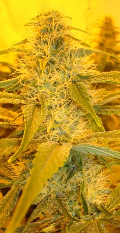 Medical Grow – Coco, 1200w. [Himalayan Gold & OG Kush]