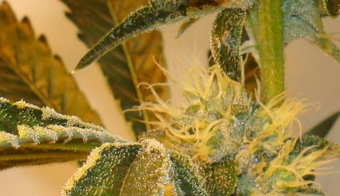 Medical Grow – Coco, 1200w. [Himalayan Gold & OG Kush]