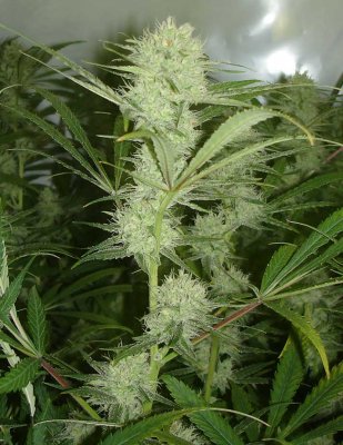 SSH pix (Oldsog cut)
