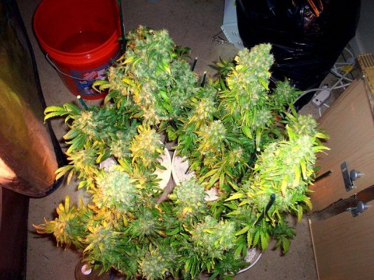 GH Waterfarm Grow-BIG BANG