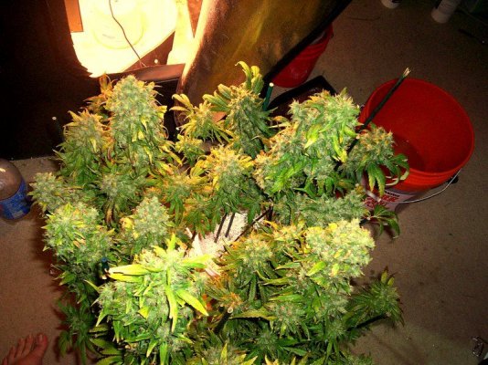 GH Waterfarm Grow-BIG BANG