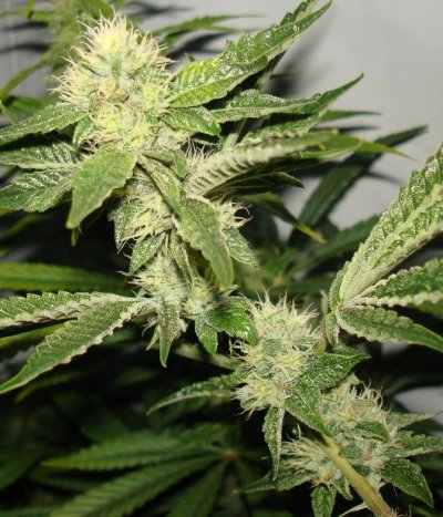 Medical Grow – Coco, 1200w. [Himalayan Gold & OG Kush]