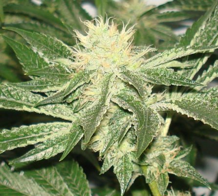 Medical Grow – Coco, 1200w. [Himalayan Gold & OG Kush]
