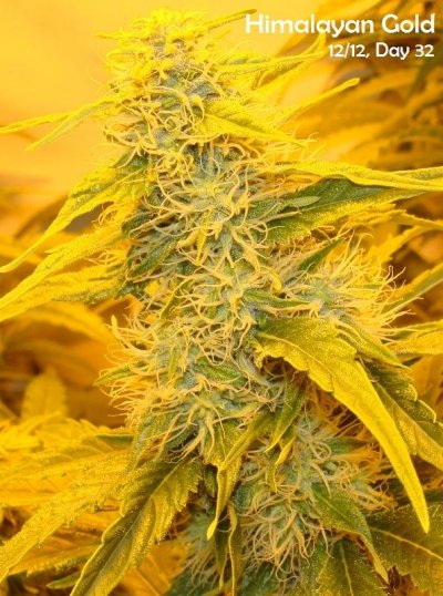 Medical Grow – Coco, 1200w. [Himalayan Gold & OG Kush]