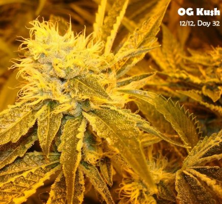 Medical Grow – Coco, 1200w. [Himalayan Gold & OG Kush]