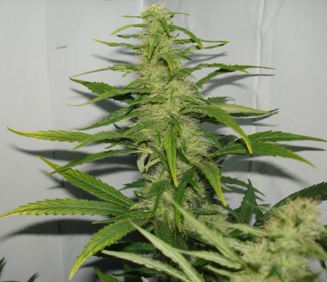 Medical Grow – Coco, 1200w. [Himalayan Gold & OG Kush]