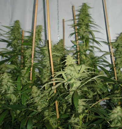 Medical Grow – Coco, 1200w. [Himalayan Gold & OG Kush]