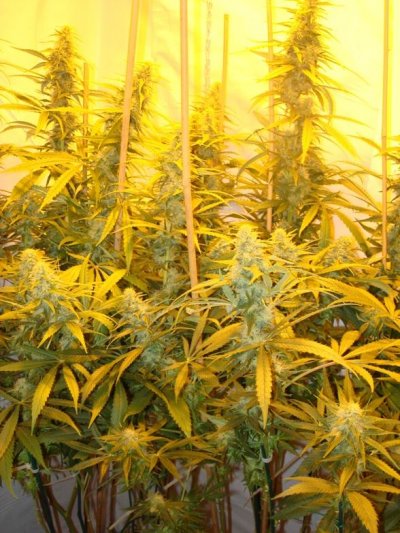 Medical Grow – Coco, 1200w. [Himalayan Gold & OG Kush]
