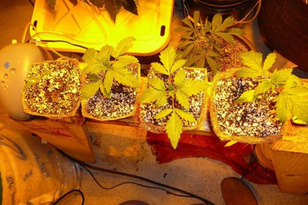 myfirstseeds.jpg