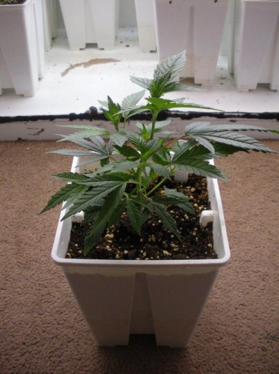 Mendo Purps 02 12-6.jpg