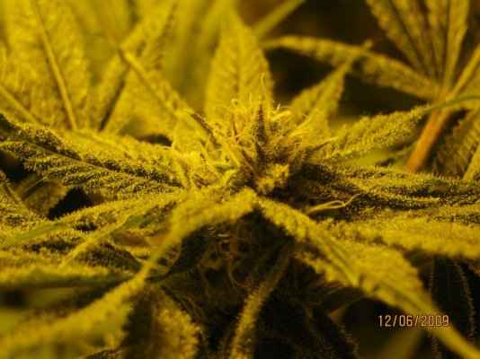 5 dec. 2009..wk 7 005.jpg