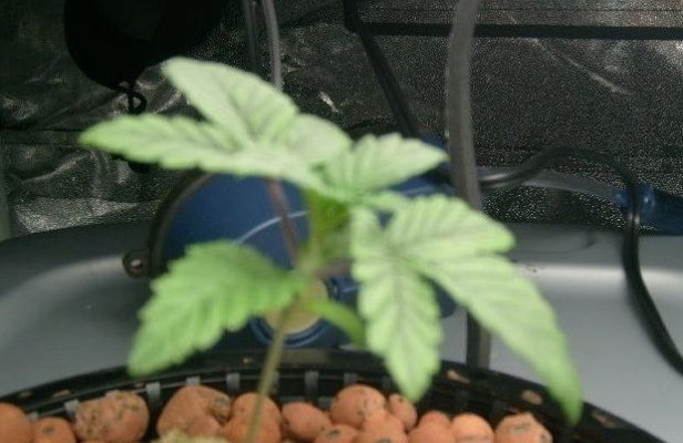 hawaii-indoor-med-grow-3.jpg