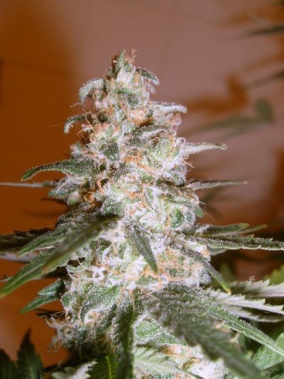 hawaii-indoor-med-grow-17.jpg