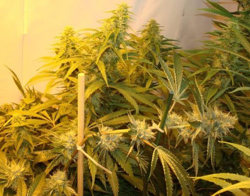 Medical Grow – Coco, 1200w. [Himalayan Gold & OG Kush]