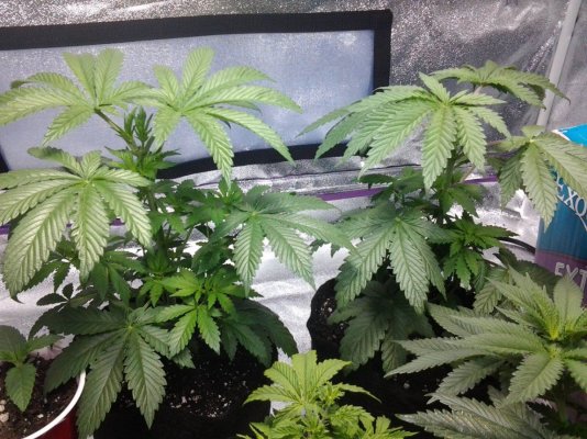 first-grow-600watt-herbies-2.jpg