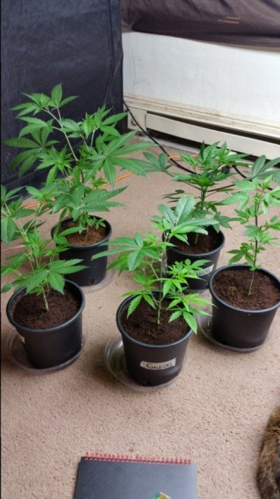 Goji Og