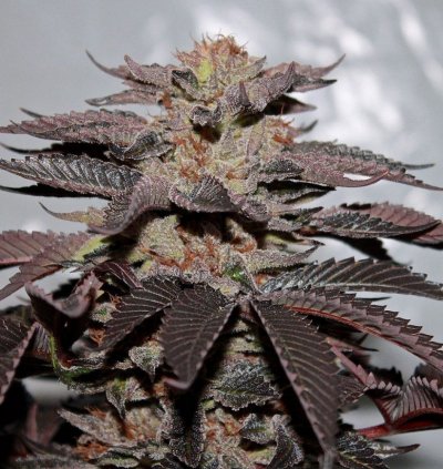 New Strains - Seattle Crime Lab - Testing
