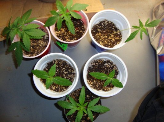 Welcome To The Inferno- Cbdemon Grow 2015