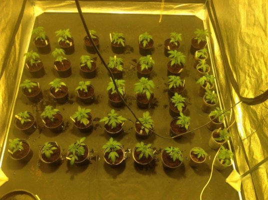 The Uk Awesome Member And Growers Thread