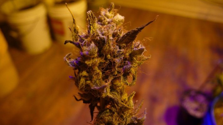 Dr Funk / Dr Funkenstein (katsu Bubba X Blueberry)