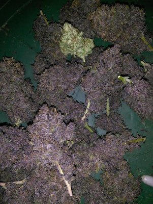 Dgd's Purple Thread