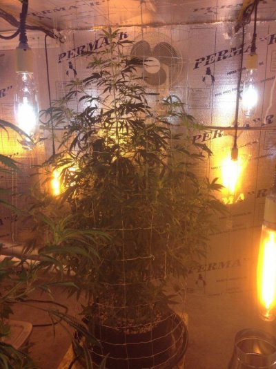 Getto Trees Part 2