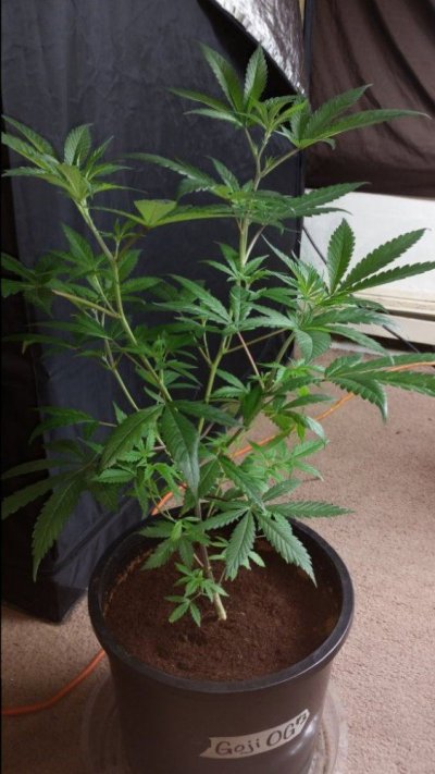 Goji Og