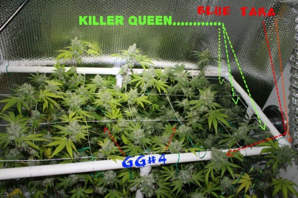 Gg#4, Killer Queen ( Lonestar's Cut ), An God's Gift An More In Paradise