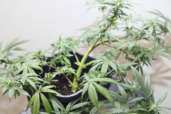 2kw Neville’s Haze - First Rdwc Grow