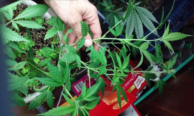 Why Are My Leaves Growing Three Fingers? Let Me Tell You Why