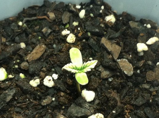 why-do-my-seed-sprouts-look-terrible.jpg