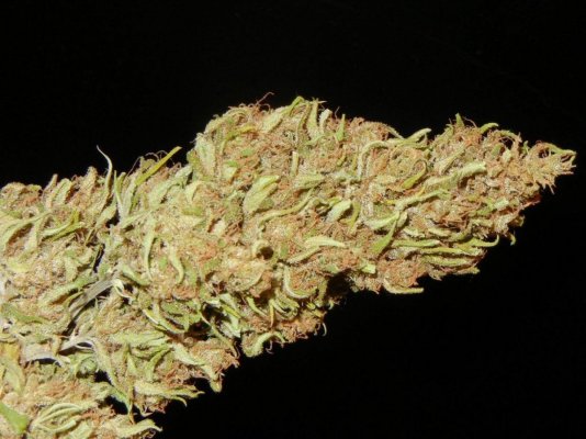 Nevilles Haze Outdoor