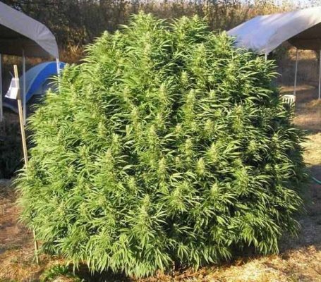 how-to-get-super-bushy-ball-like-plants.jpg