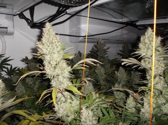 Michigan... Strains, pics, and whatever!