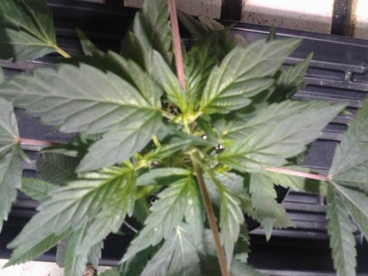 Why Are My Leaves Growing Three Fingers? Let Me Tell You Why