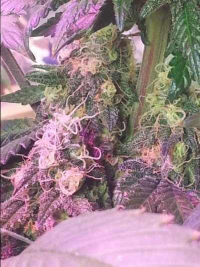 Purple Kush Journey