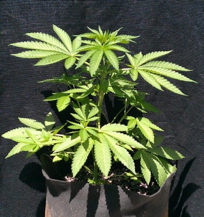 Med Buddha x Cheech Wizard F2  indica