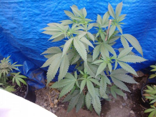 Welcome To The Inferno- Cbdemon Grow 2015
