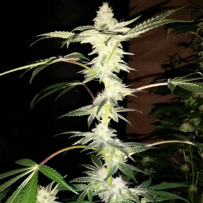 Obs, Seed Junky, Golden Lion Genetics