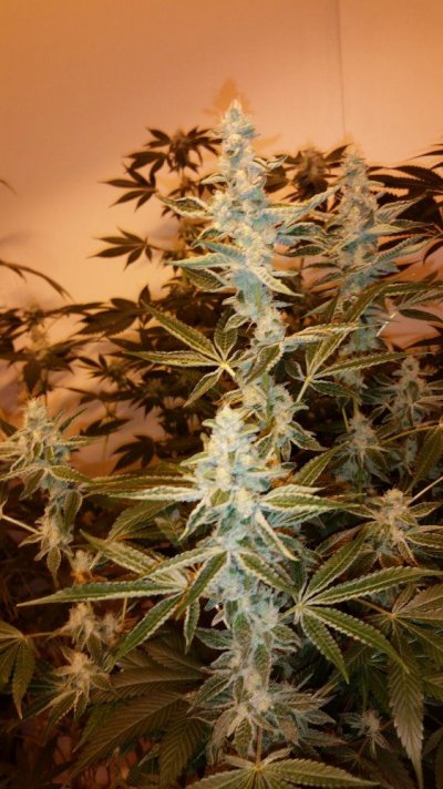 Obs, Seed Junky, Golden Lion Genetics