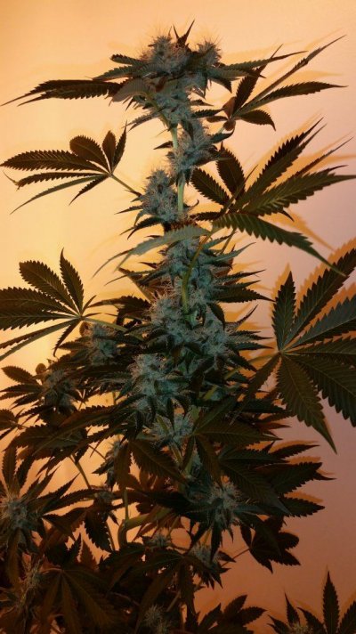 Obs, Seed Junky, Golden Lion Genetics