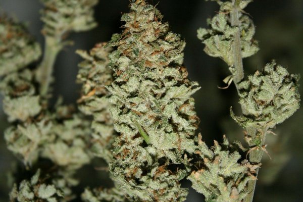 Green Crack(cush) harvest