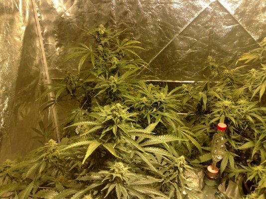 hi-all-new-to-this-site-hows-my-first-grow-look.jpg