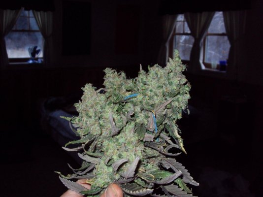 Medical grow log of Cotton Candy, Sour D, and Pineapple Kush.