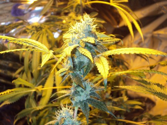 Medical grow log of Cotton Candy, Sour D, and Pineapple Kush.
