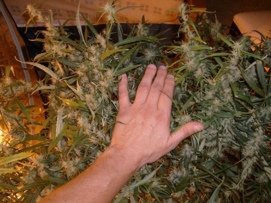 Hawaii Indoor Med Grow
