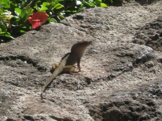 Copy of IMG_1402.JPG