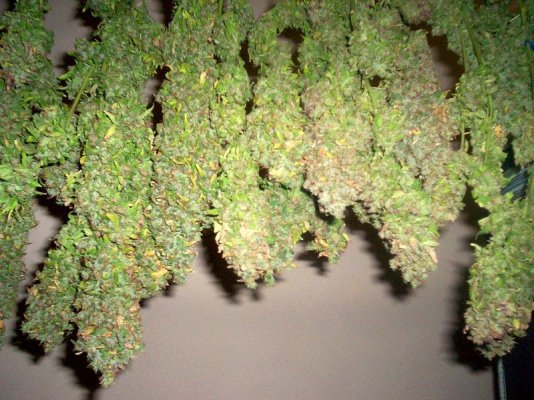 GH Waterfarm Grow-BIG BANG