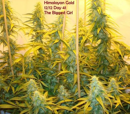 Medical Grow – Coco, 1200w. [Himalayan Gold & OG Kush]