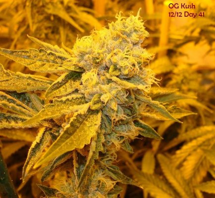 Medical Grow – Coco, 1200w. [Himalayan Gold & OG Kush]